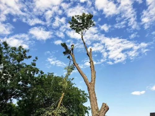 James and Darius are awesome! They make cutting trees down look easy. Affordable pricing and quick