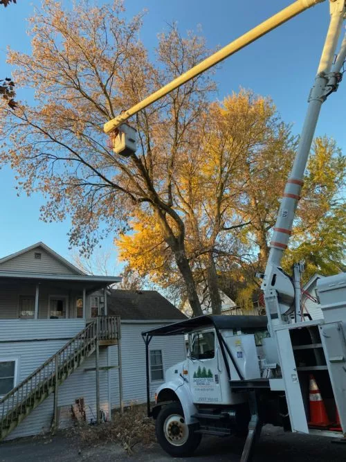 Jim went above and beyond getting a locust tree trimmed for us, in a really tight space in our front yard