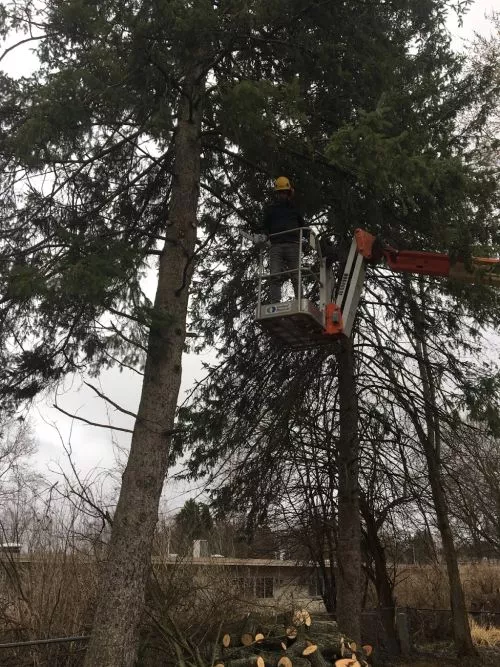 Northern Tree Experts went above and beyond my expectations. Vinny was able to drive out to my property the day after I