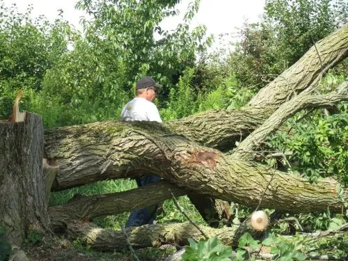 Scott and his crew just took down some really large trees hanging over one of my cottages