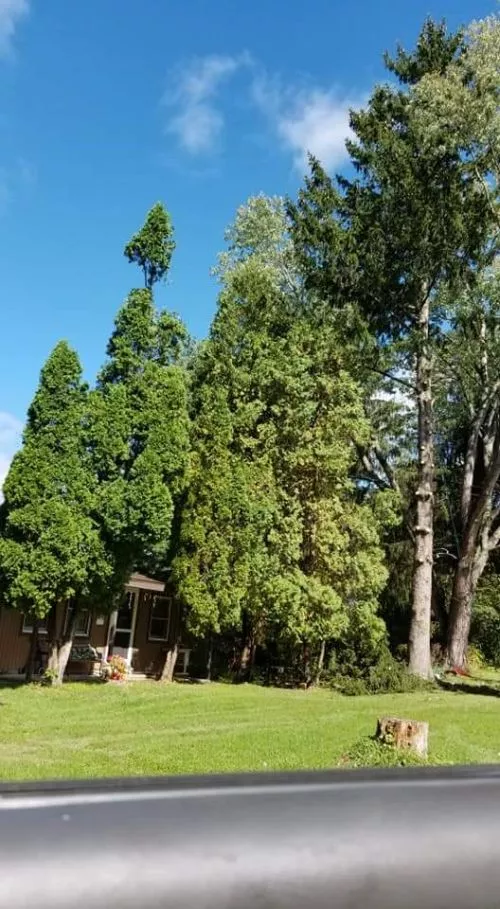 I had a dead tree next to the house so I called Gilbert, he and his son came right out