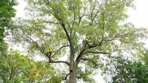 I hired Bartlett Tree Experts to remove a 30+ year old mulberry tree behind a shed and to provide treatment for an ailing