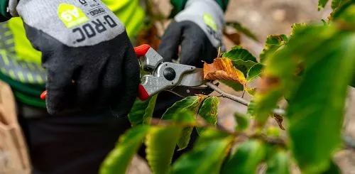 The crew arrived on time and did a fantastic job. Mike is an excellent hand pruner trimming not only the new growth but