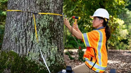 I had Michael, an arborist from Bartlett, come out to look at our sick weeping cherry tree