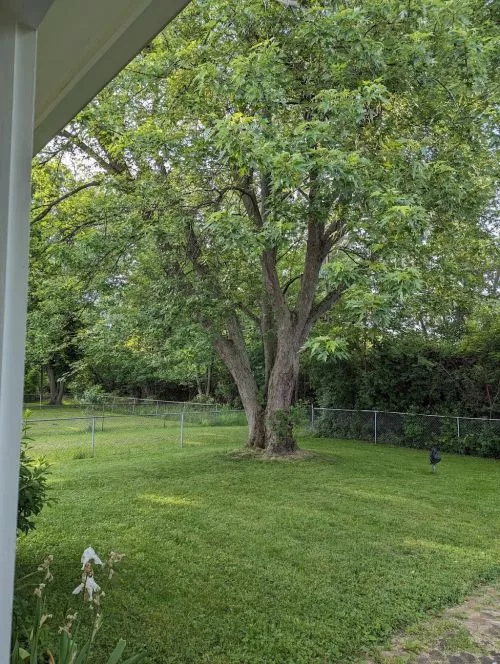 We bought a home in Victor that needed extensive tree work. Huge trees with dead limbs, a giant Ash tree removal and clean