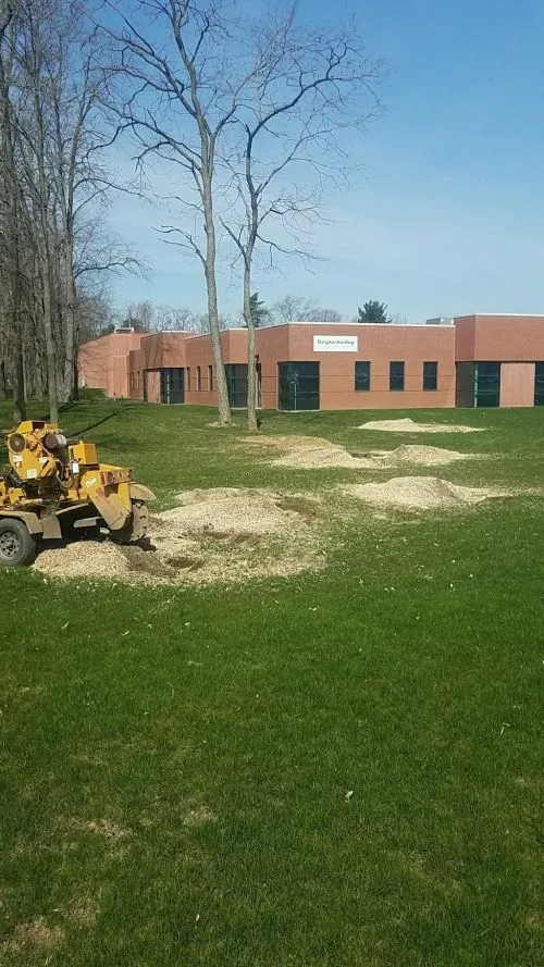 Colton removed two stumps for me in under two hours. He was very professional and attentive to every detail