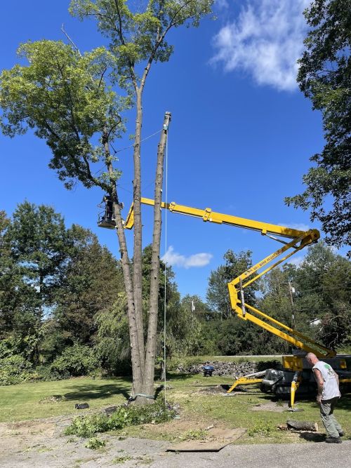  alt='What a pleasant and easy experience! Contacted Dave (from a referral) on Tuesday, was here on Thursday to remove a tree and'