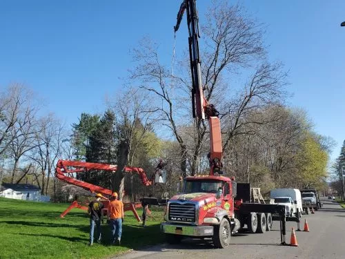 Hired Matt and his crew to take down two large cherry trees damaged after a wind storm. I would HIGHLY recommend them