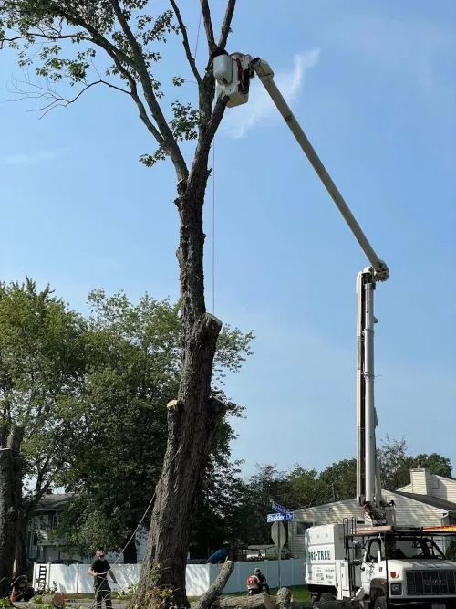 We discovered Jim’s Complete Tree Service while they were working at another house in our neighborhood