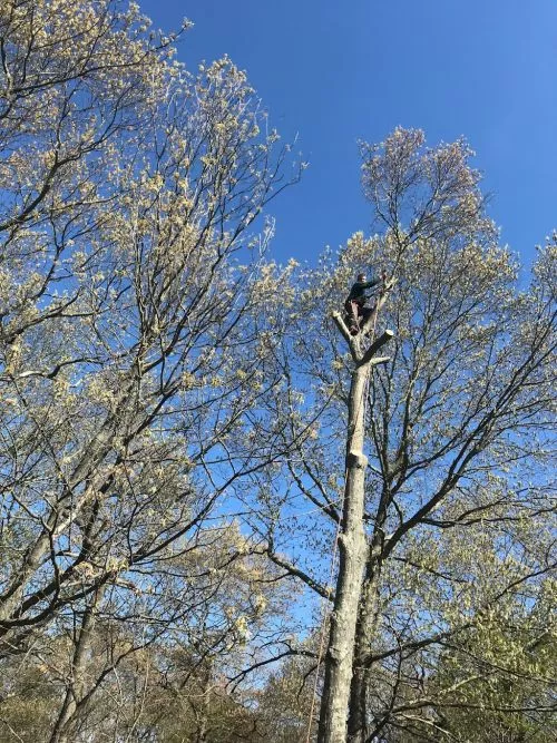 I recently hired Jim"s Complete Tree Service to prune the trees in my backyard, and I couldn"t be happier with the results