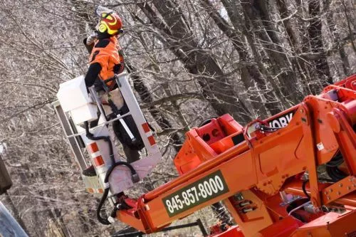 Alex and his crew do an awesome job removing trees from my property. Go up above and beyond. Left the property perfect