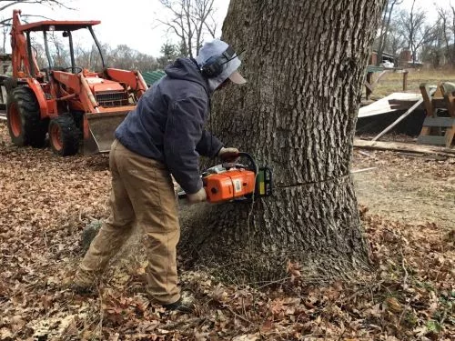 Dave and his crew did a super job for us. They cut down several large trees in our yard, cut them into pieces for splitting